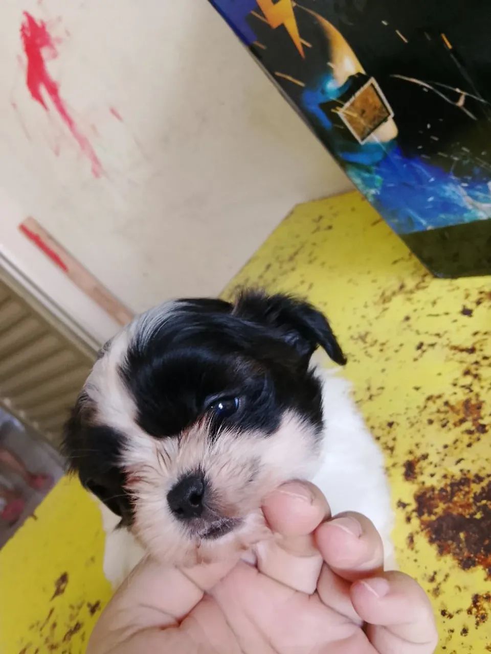  Shitzu  - Foto 3
