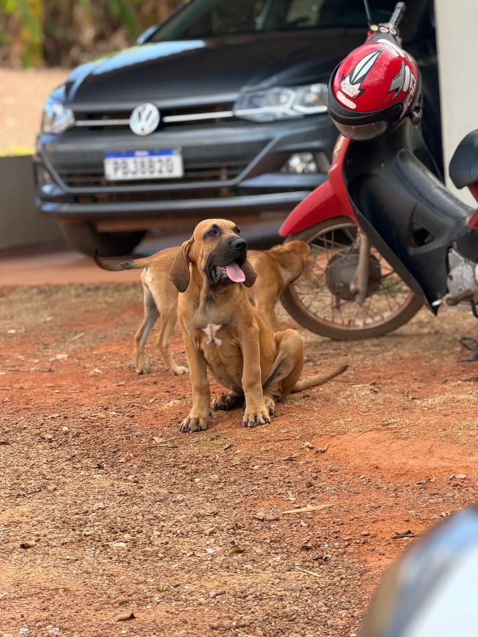 FILA BRASILEIRO - Foto 3