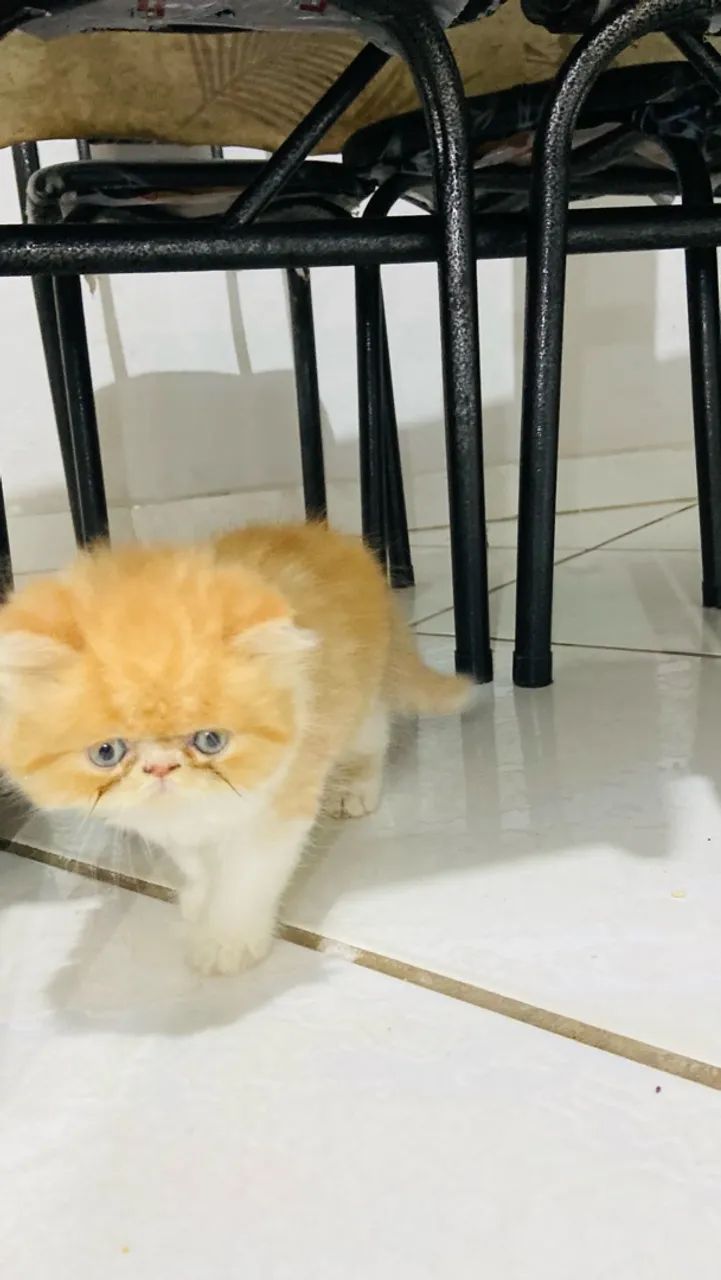 Gato persa  - Foto 5