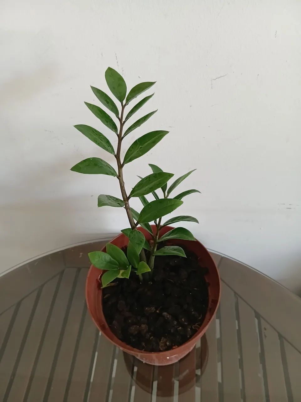Planta zamioculca