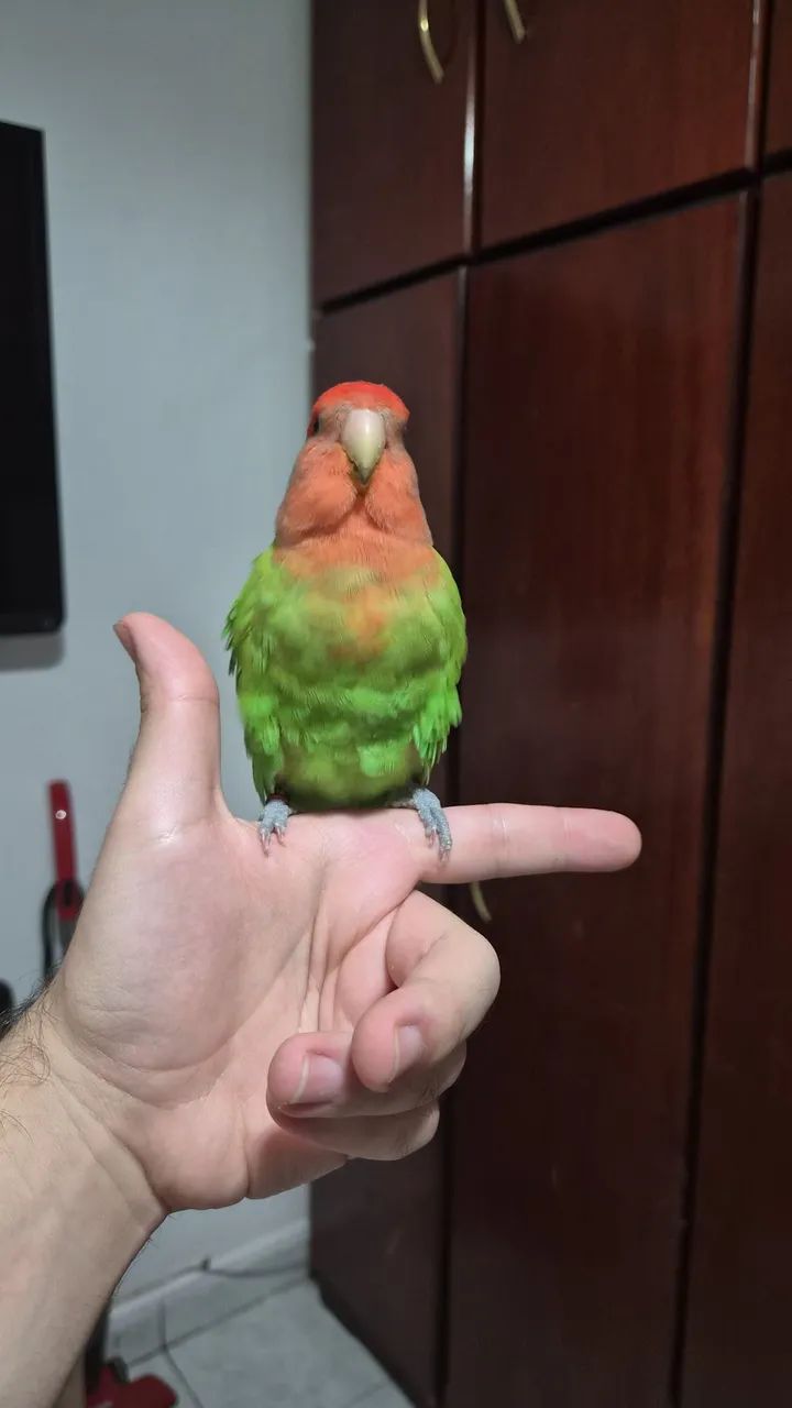 ADOÇÃO RESPONSAVEL - Foto 3
