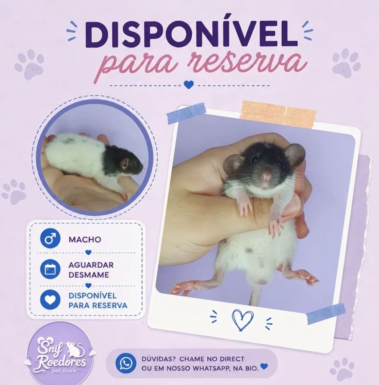 Filhotes Twister Ratinhos - Foto 2