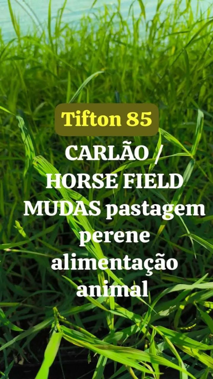 Mudas perenes Tifton 85.....  - Foto 2
