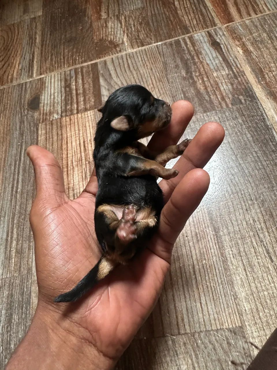 Yorkshire mini