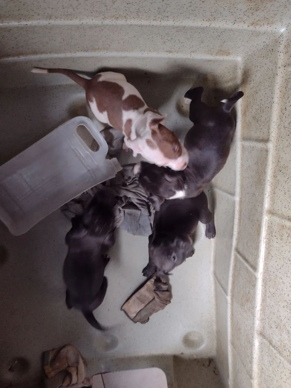 Cachorro  - Foto 2