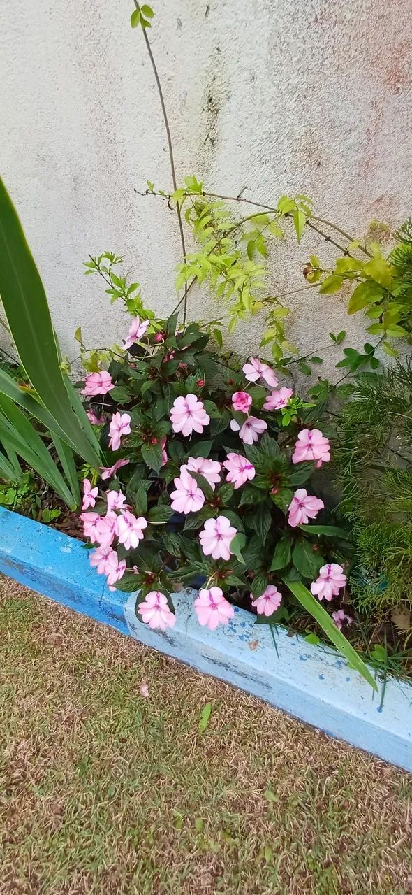 Chácara em terra preta Mariporã  - Foto 3
