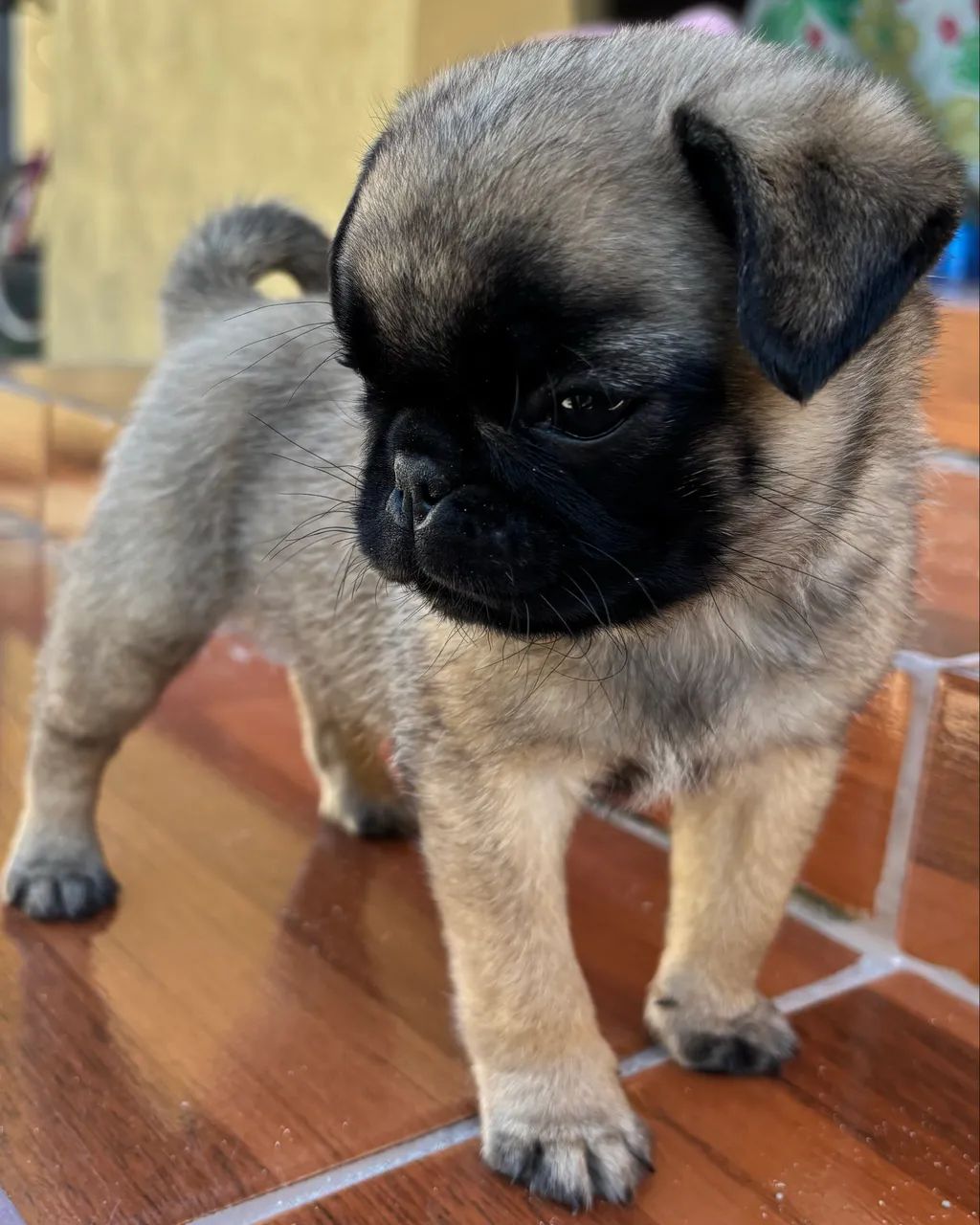 Pug mini troco por Pinscher  - Foto 2