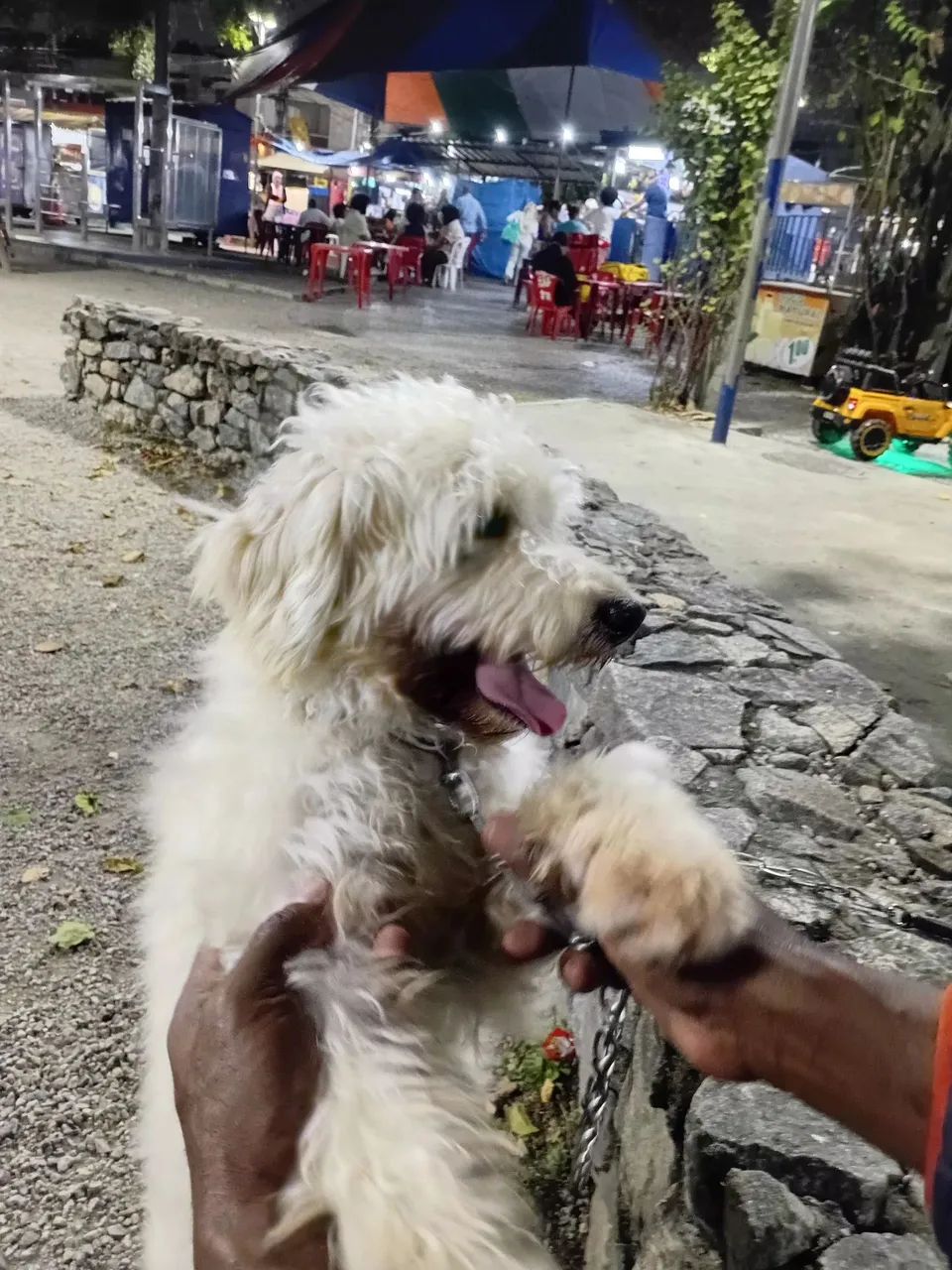 Doação de Poodle  - Foto 4
