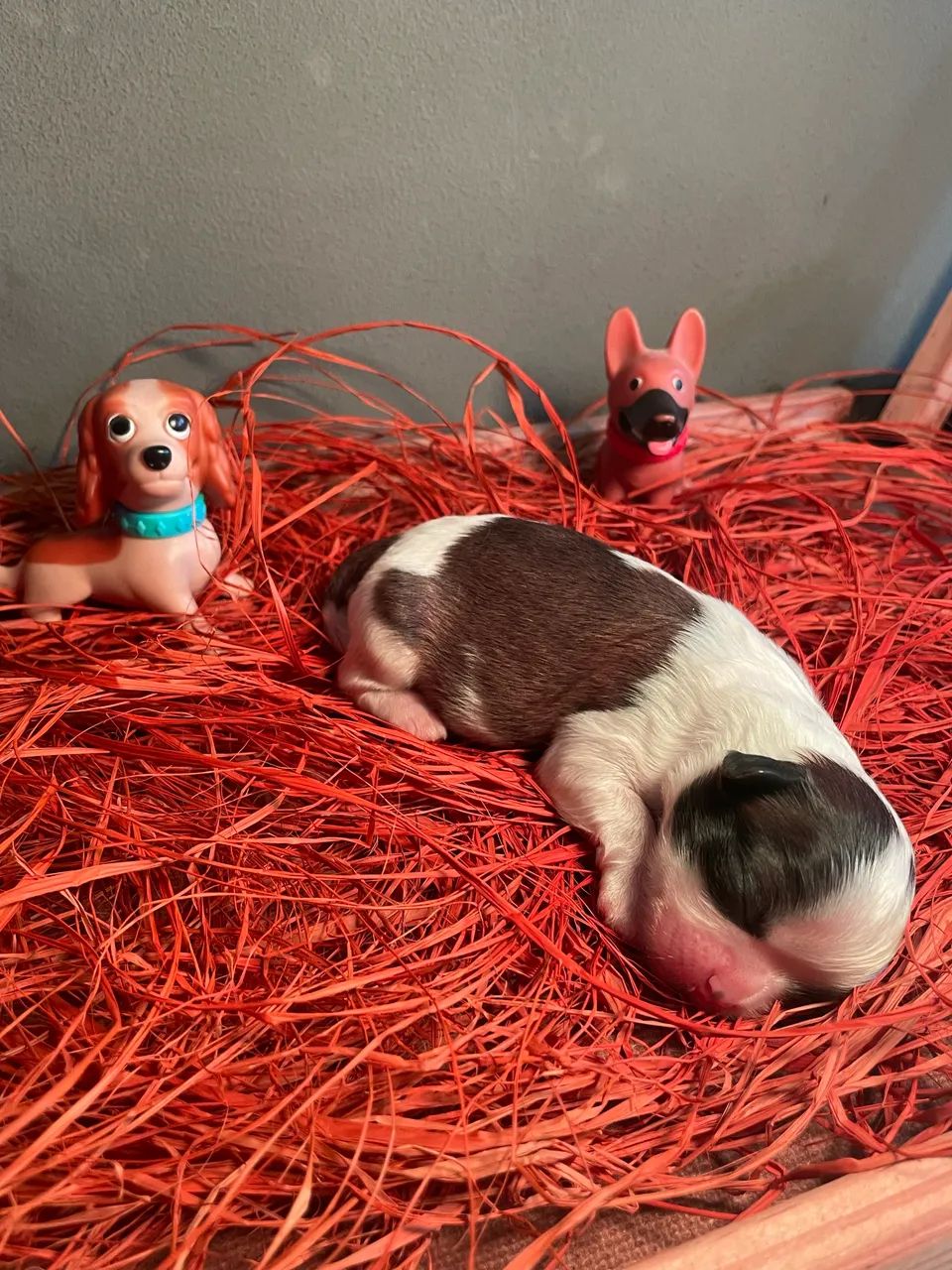 Shitzu Mini ? - Foto 3
