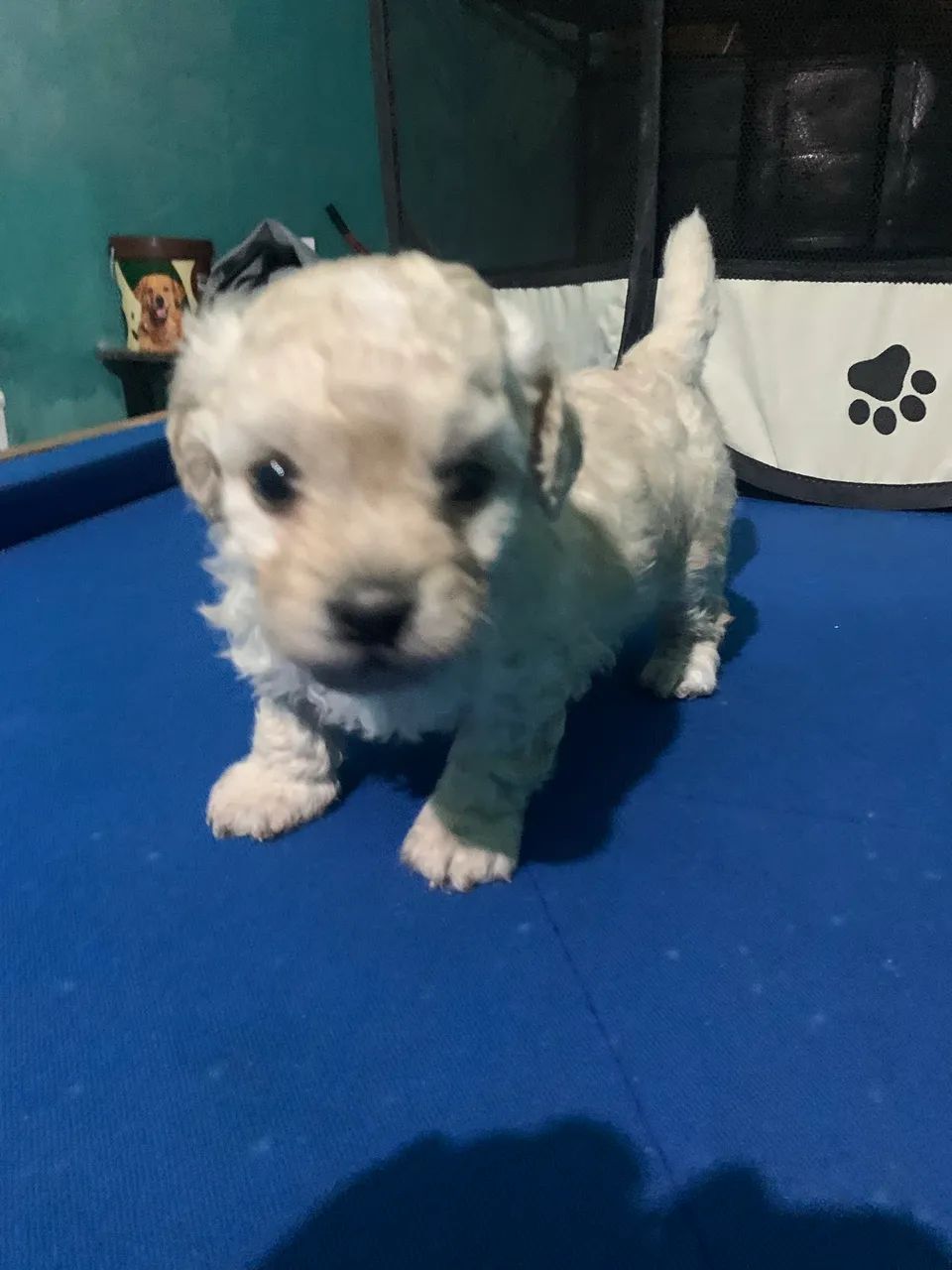 Filhote de cachorro - Foto 5