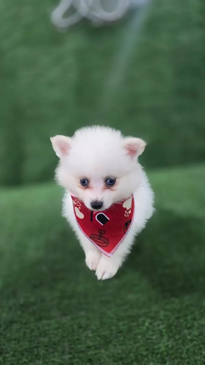 Filhotes de Pomsky - Foto 3