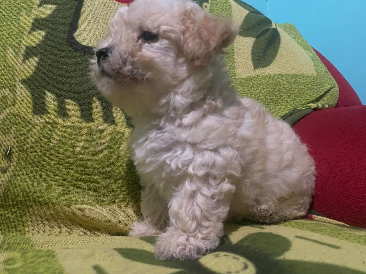 Poodle toy por R$ 650 - Foto 3