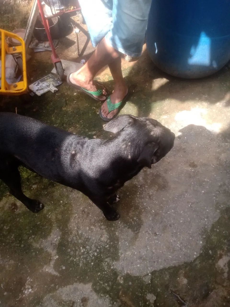 Doa se Pitbull  - Foto 2