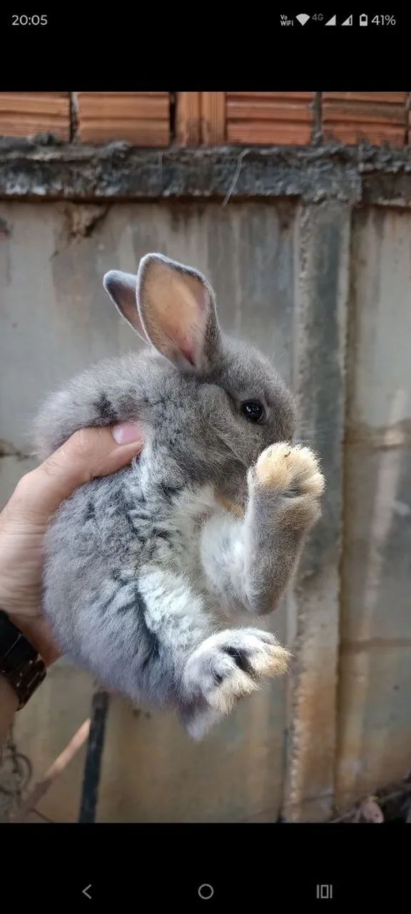 Vendo coelhos! Passo cartão! - Foto 5