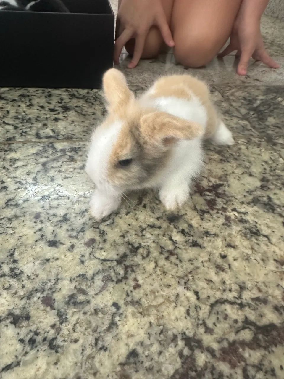 Coelhos Mini - Foto 3