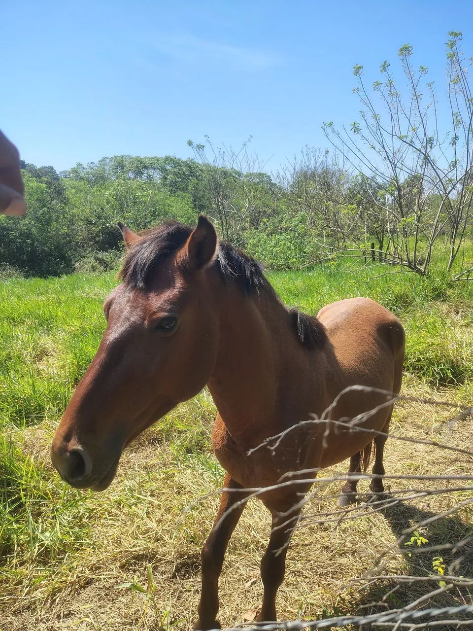 CAVALO  - Foto 5