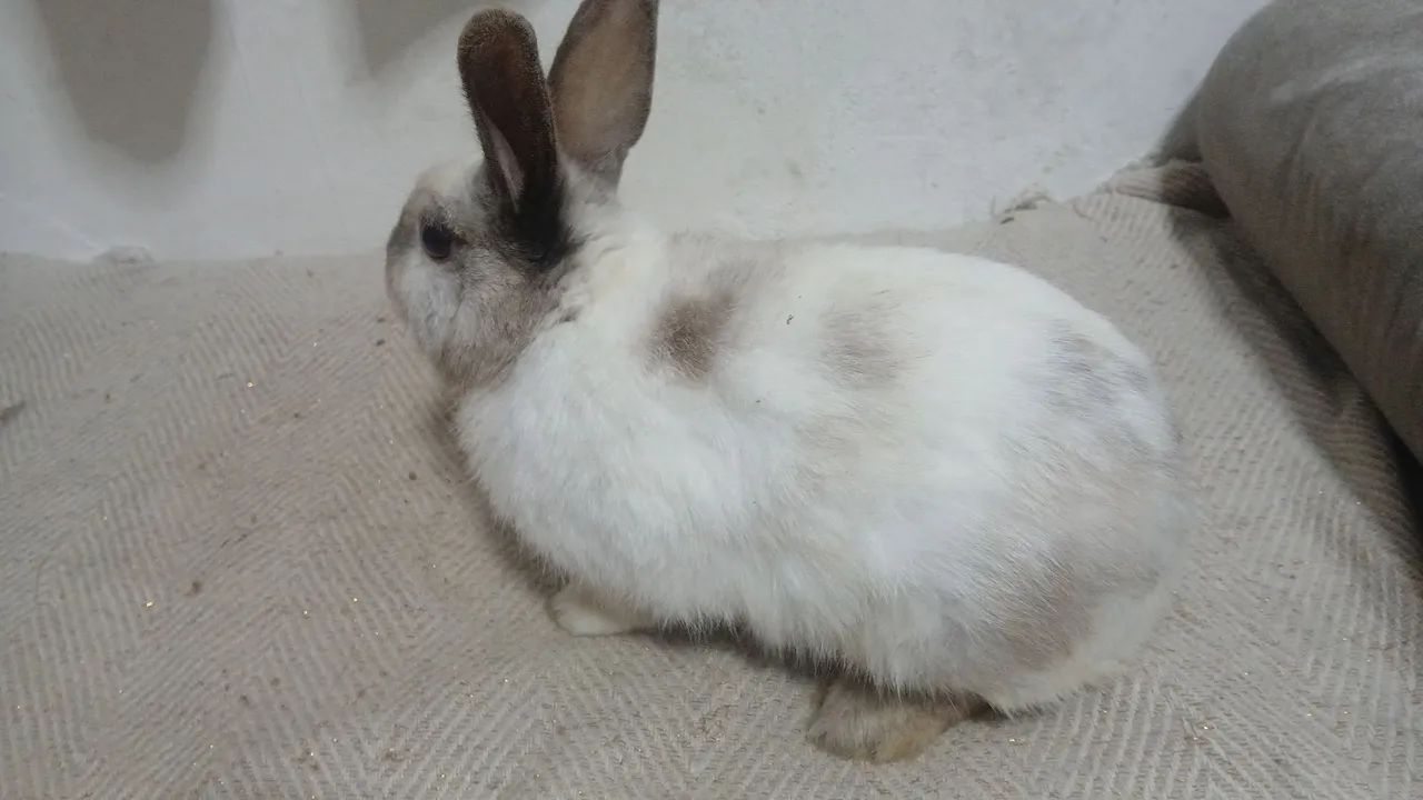 Coelhos Netherland Pet - Foto 3