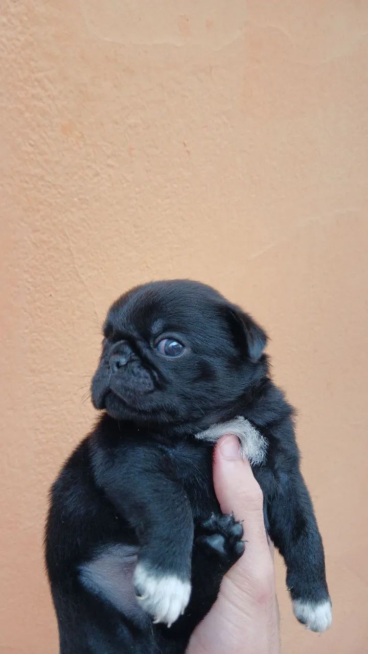 Filhote - PUG (MACHO) - Foto 2