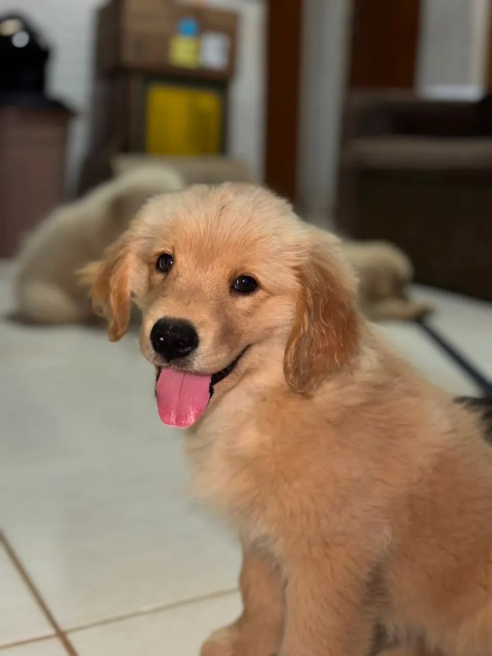 Golden Retriever  - Foto 5