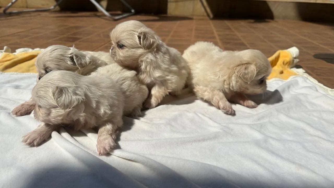 Pequines - Foto 3