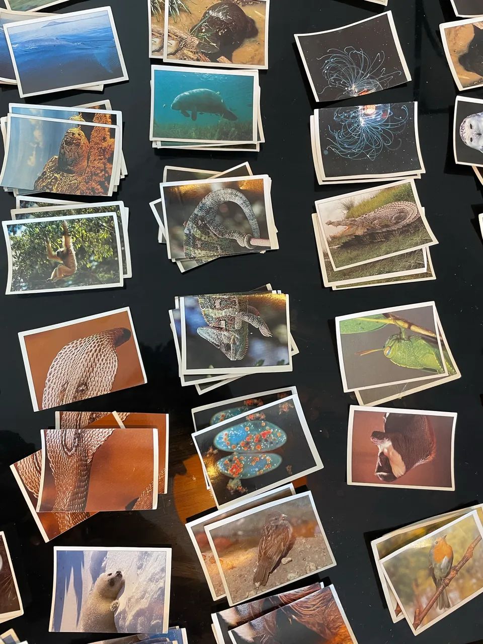 FIGURINHAS ANIMAIS SELVAGENS 1997 PANINI - Foto 2
