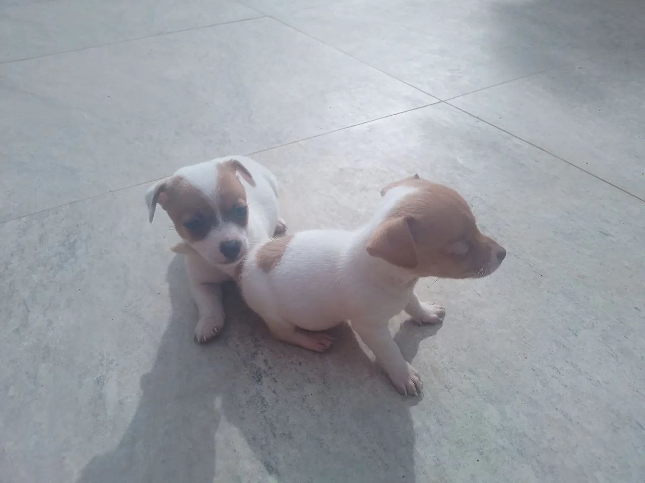 Filhotes de Jack Russell cães de alta linhagem  - Foto 5