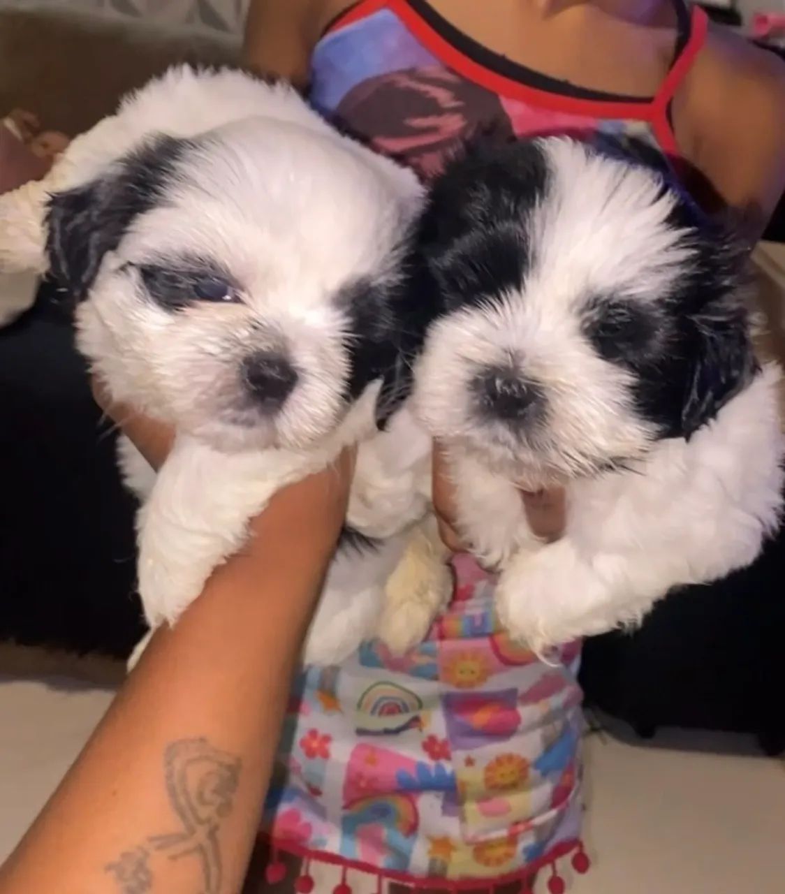 Filhotes de shih tzu - Foto 2