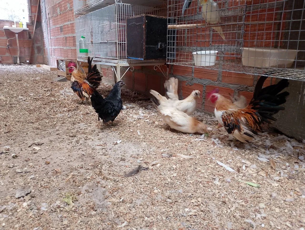 Serama o menor galo do mundo - Foto 6