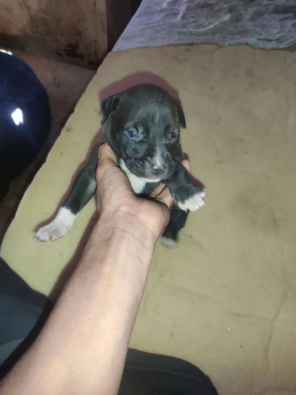 Cachorro Pitbull  - Foto 3