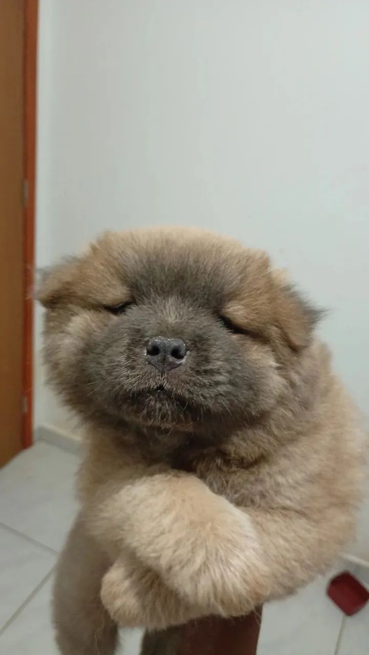 Chow Chow 