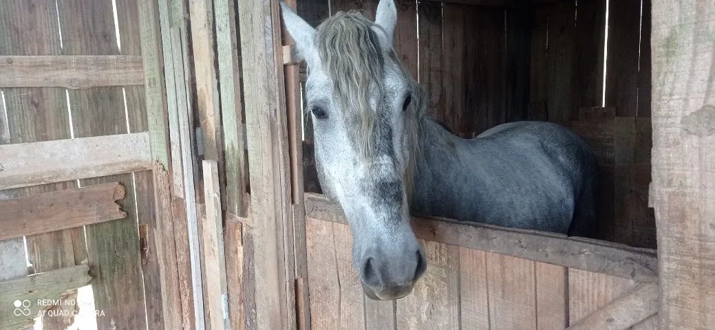 Percheron com 3 anos. - Foto 4