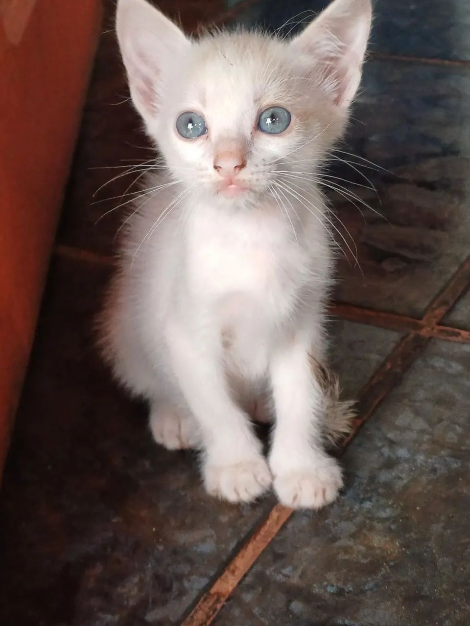 Doação de gatos faço entrega  - Foto 6