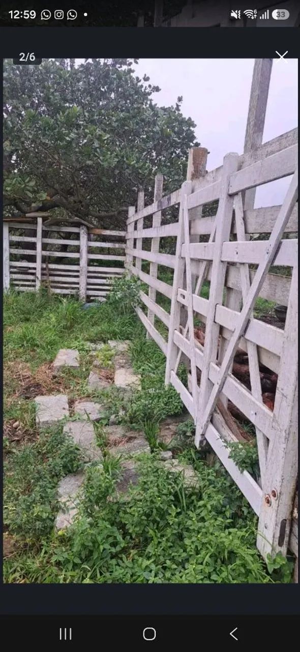 Pasto feito - Povoado Campanha, São Domingos.  - Foto 5