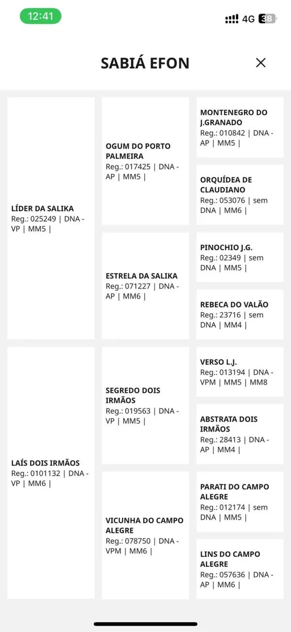 OPORTUNIDADE DUPLA: Cavalo Mangalarga Marchador Registrado + Égua Prenha - Foto 3
