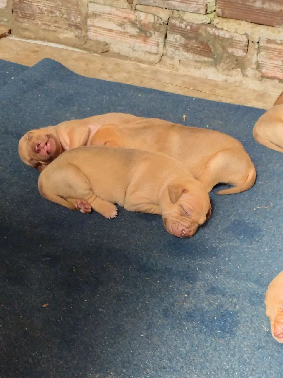 Cachorro Pitbull  - Foto 3