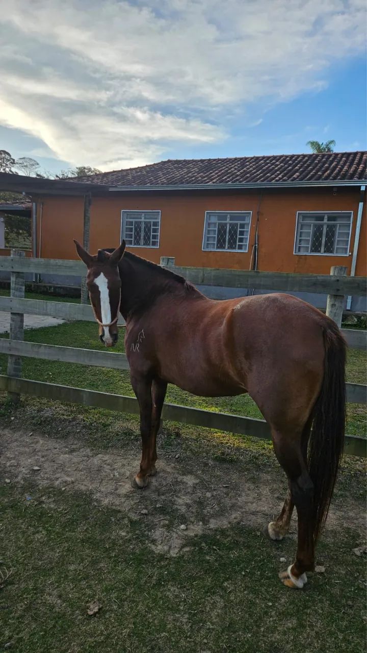 Égua MM - Foto 3