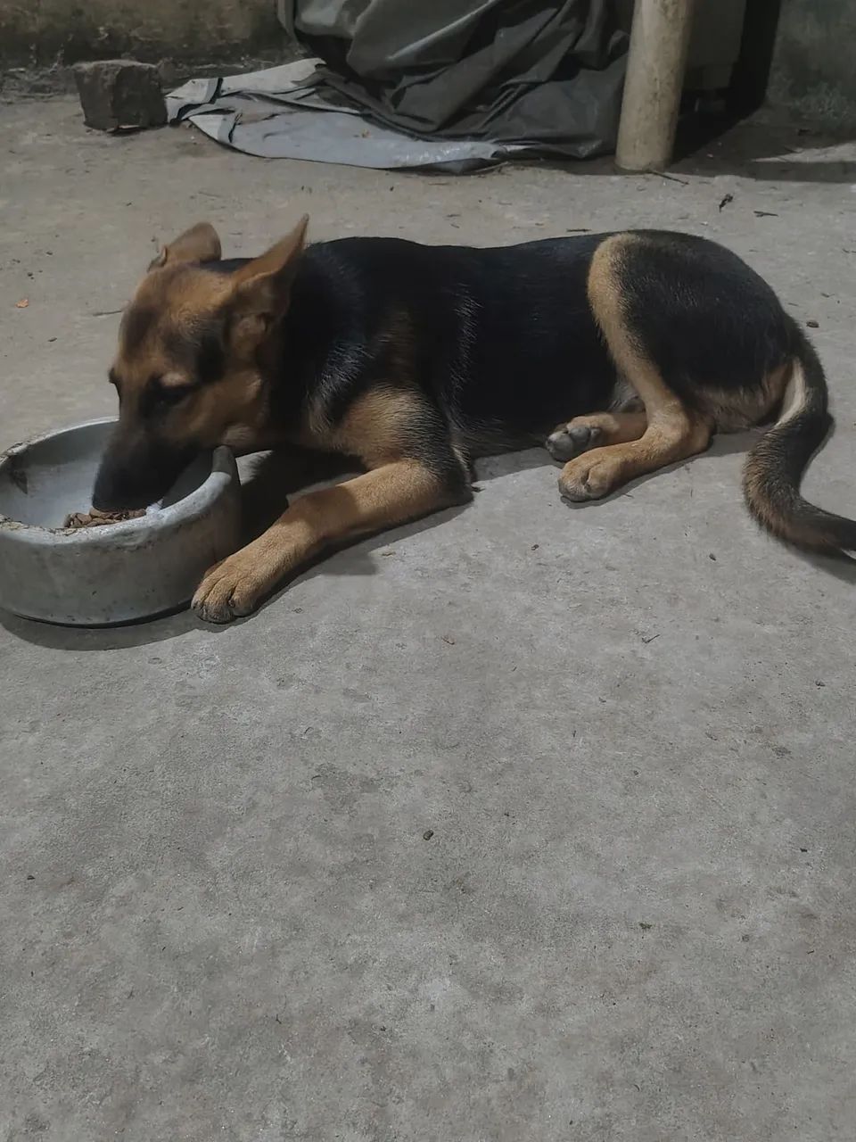 Adoção responsável  - Foto 4