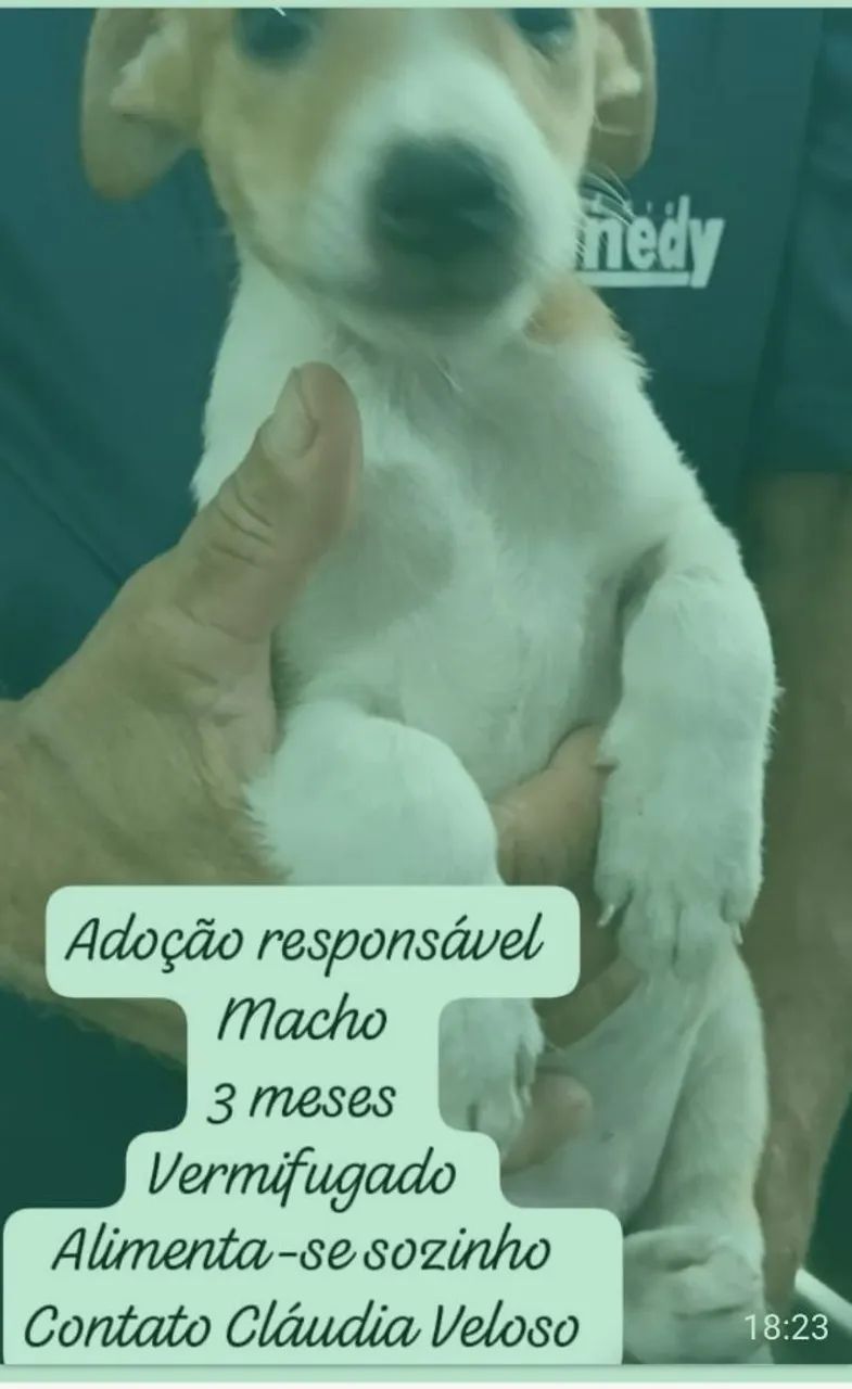 Fofulas para adoção  - Foto 5