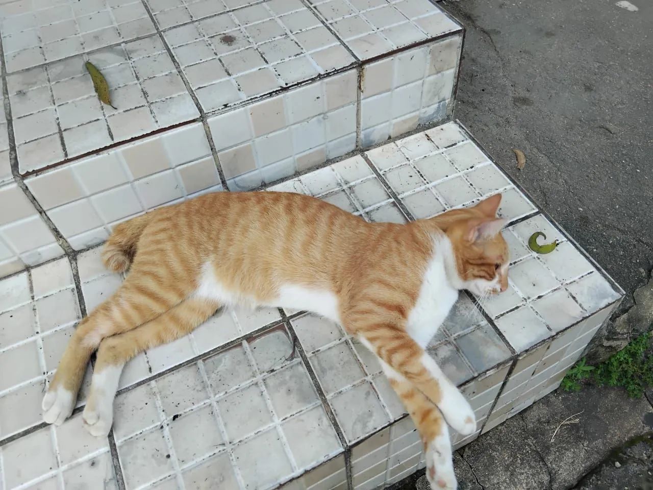 Gatinho para adoção responsável  - Foto 4