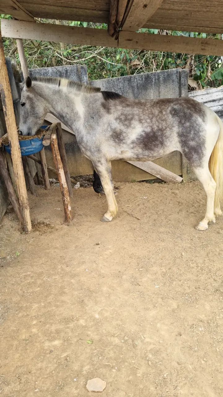 Vende-se égua  - Foto 5