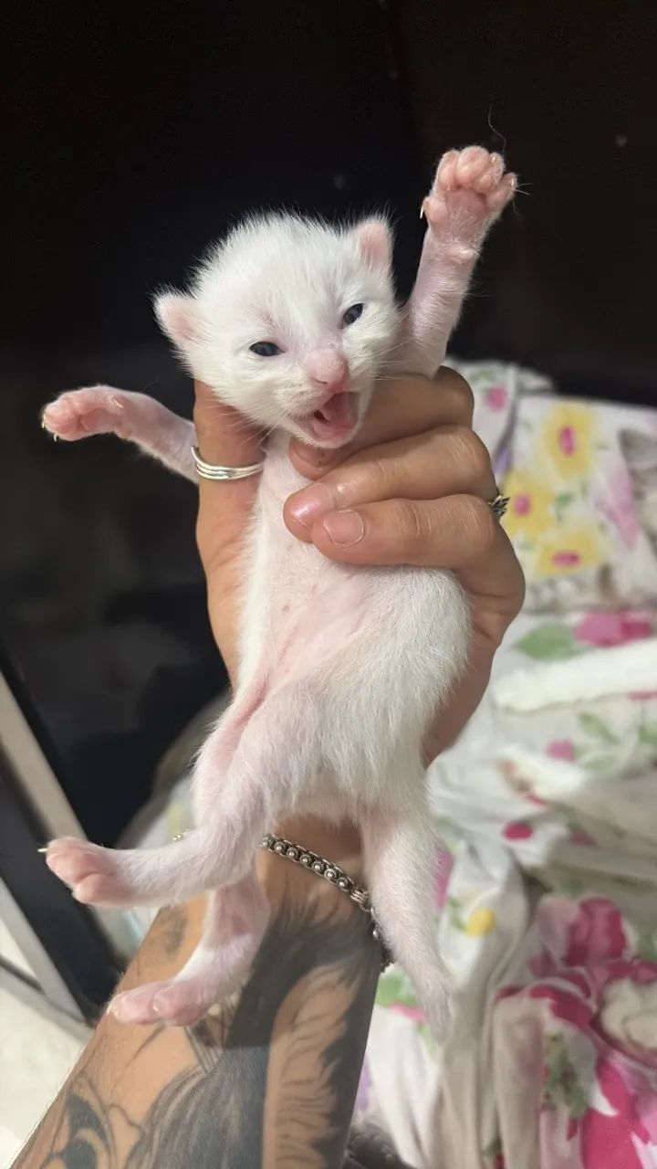 Gatos pra doação  - Foto 2