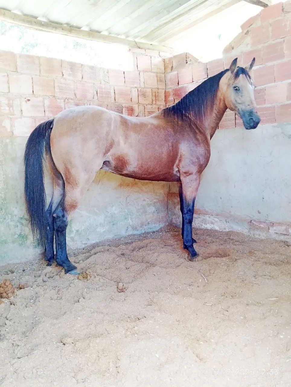 Linda égua QM  - Foto 2