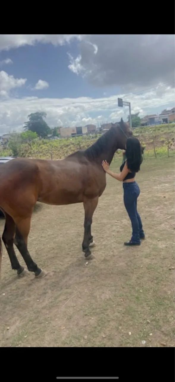 QUARTO DE MILHA - PANTHER JESS JR  - Foto 3