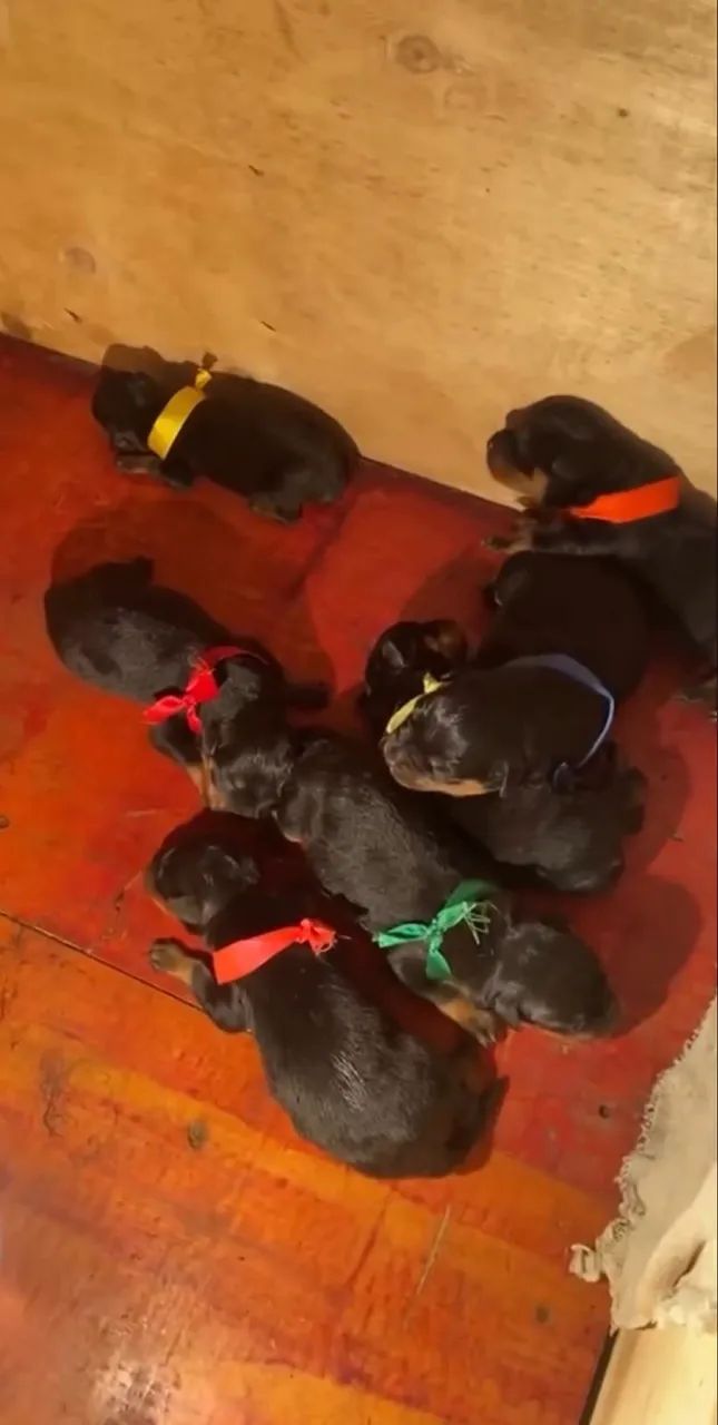 Rottweiler  - Foto 2