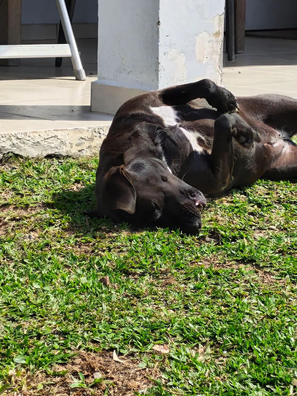 DOA-SE CADELA 2 ANOS, CASTRADA E SUPER DÓCIL  - Foto 5