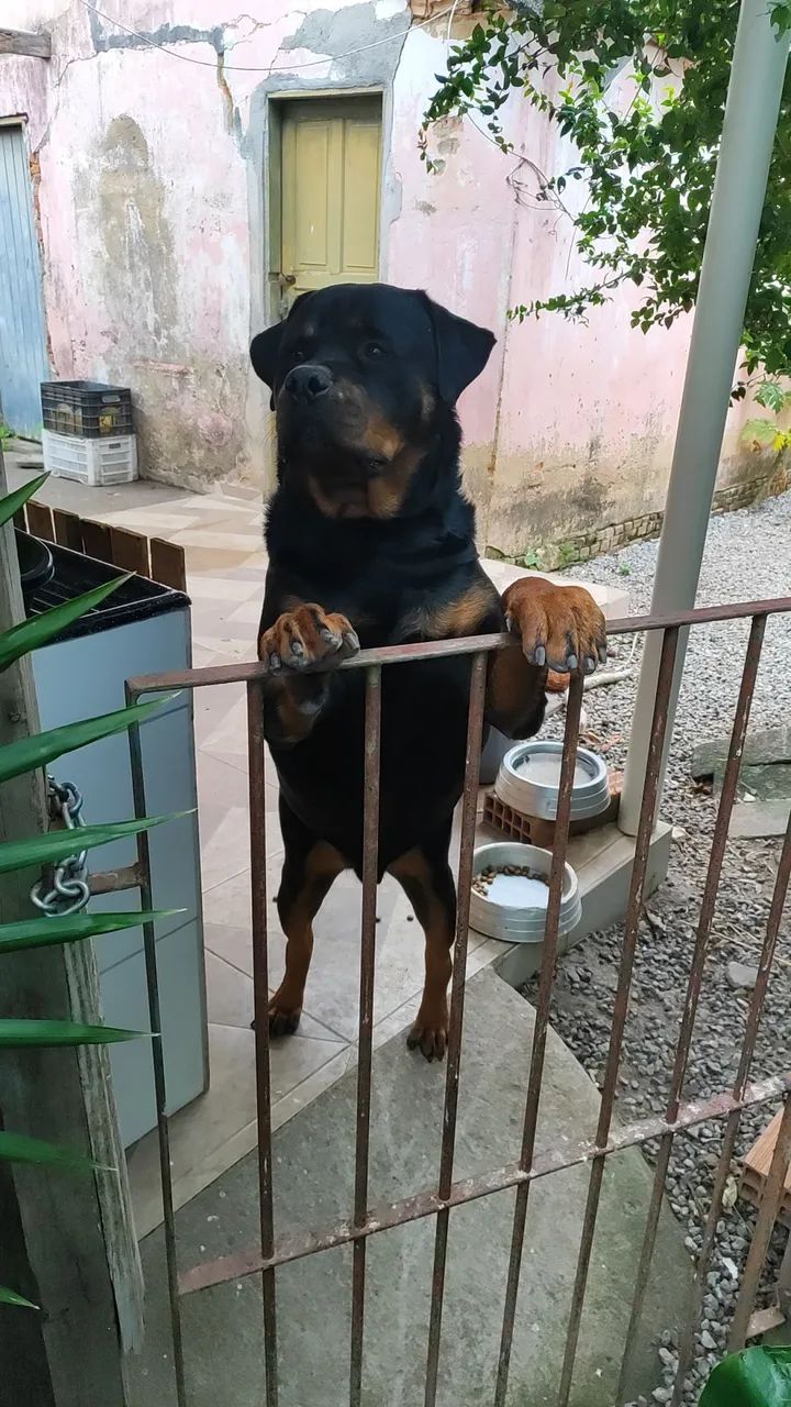 Rottweiler para cobertura  - Foto 3