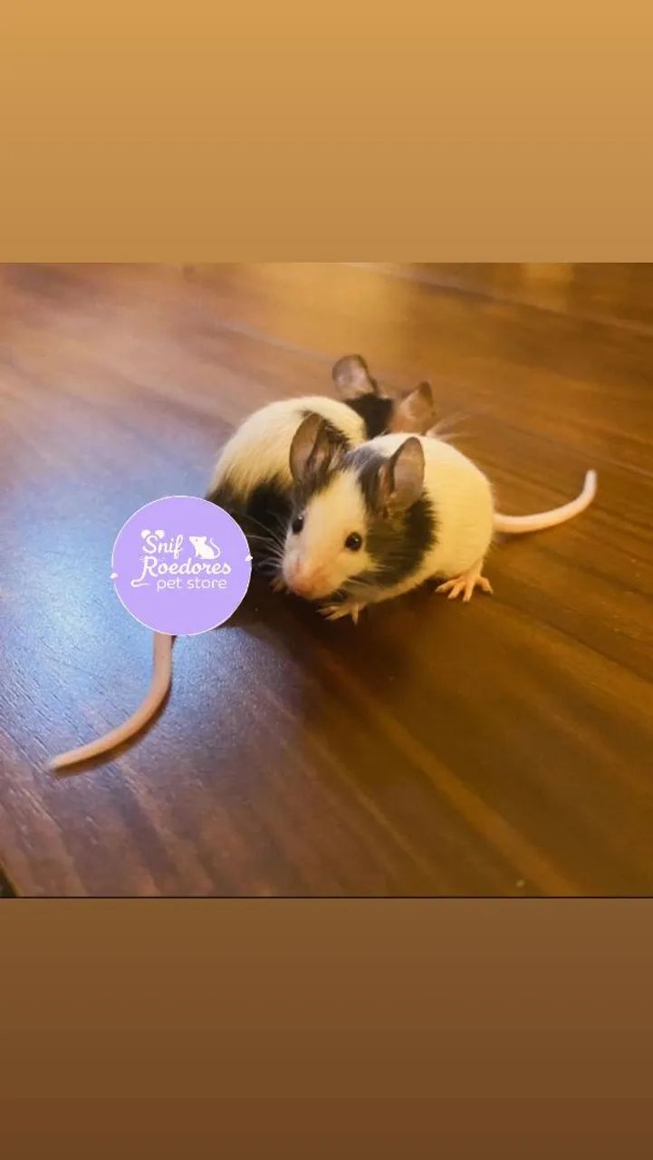 Topolinos puros - Foto 2