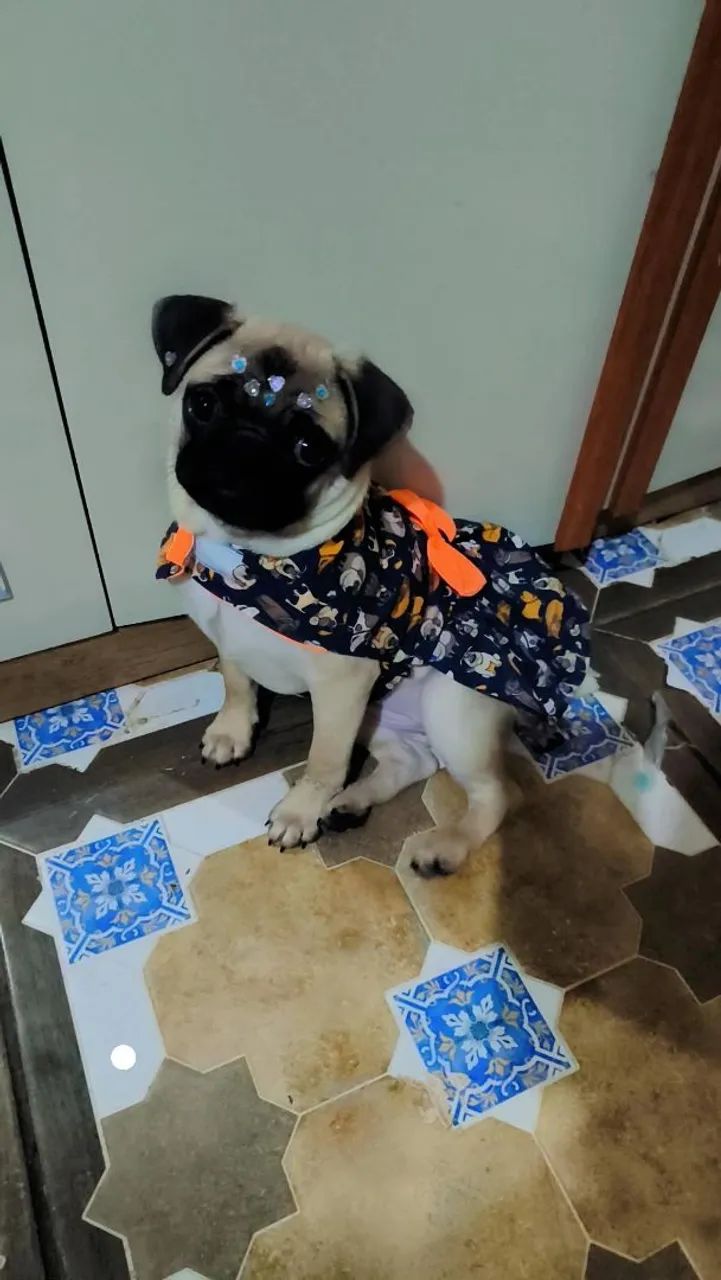 Cachorrinha pug  - Foto 3