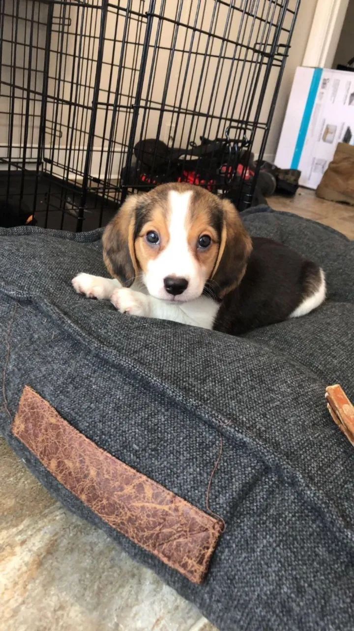 Beagle muito fofo 