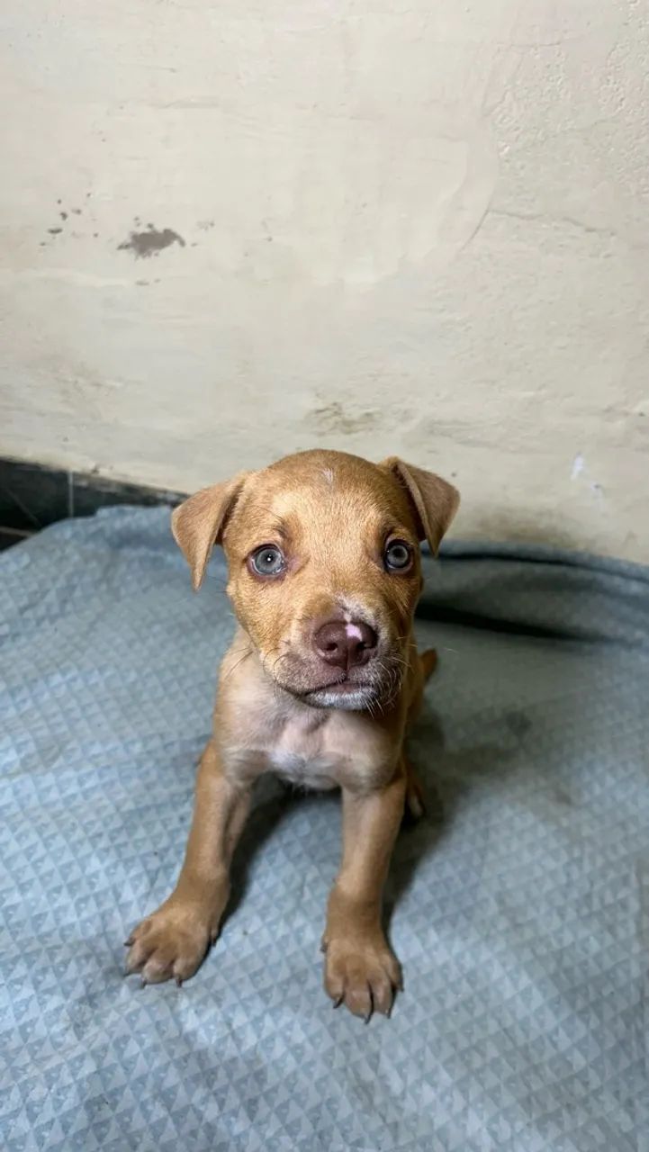 Filhote de pitbull  - Foto 2